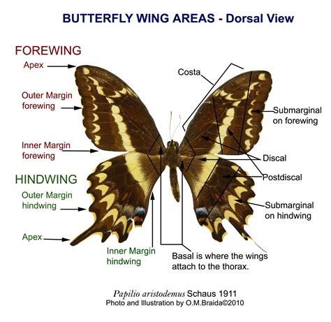 Butterfly wing labels... http://myartteacher.com/wp-content/uploads/2010/08/Butterfly-Wing-Areas ...