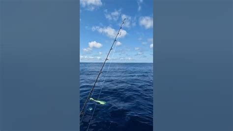 Mahi mahi madness Part 1 Offshore Fishing Savannah Georgia Tybee Island ...