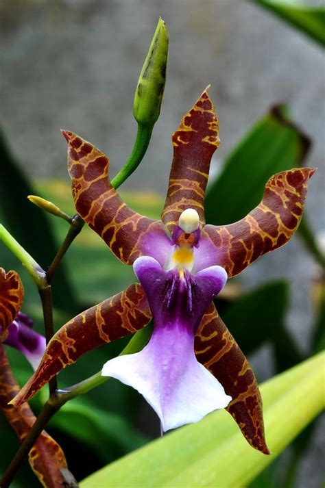 3192 best Orchids / storczyki images on Pinterest | Plants, Pretty flowers and Beautiful flowers