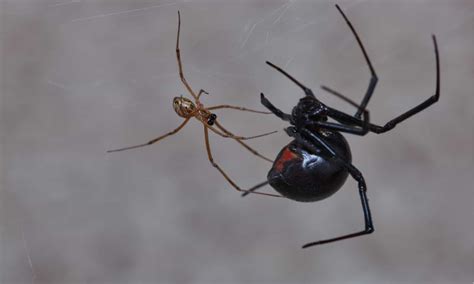 Black Widow Spider Eggs: Identification and Removal Tips - A-Z Animals