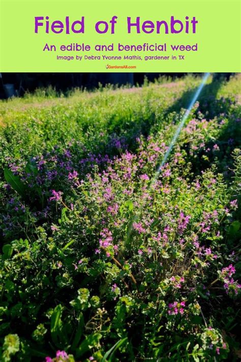 Henbit - a Useful Early Spring Weed to Get to Know - GardensAll