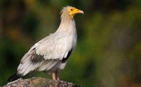 From Mythical Creature to Endangered Species: The Egyptian Vulture | Egyptian Streets