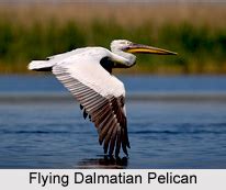 Dalmatian Pelican