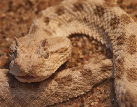 Desert Horned Viper: WhoZoo