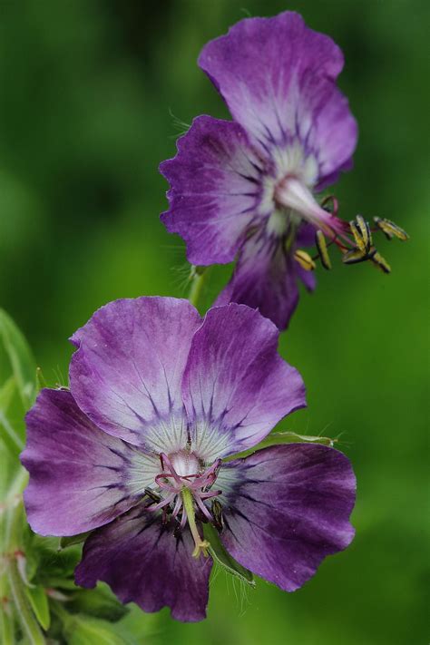 Mauve Hardy Geranium | Geraniums, Hardy geranium, Flowers