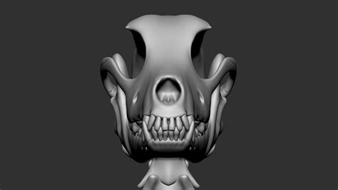 Dog Skeleton 3D Model $79 - .ztl .obj - Free3D