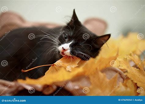 Black Cat with Autumn Leaves. Stock Photo - Image of kitten, mammal: 47629254