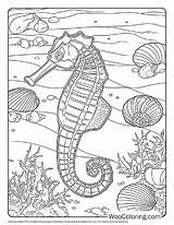 100  Seahorse coloring Pages Free PDF To Print Woo Coloring sketch template