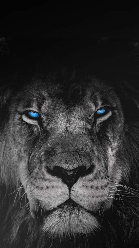 Predator Sense iPhone Wallpaper | Lion hd wallpaper, Lion images, Lion ...