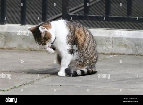 Downing Street. London. UK 21 Mar 2017 - Larry, the 10 Downing Street ...