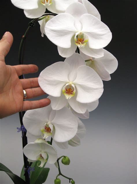 TOP 10 Tips on How to Care for Phalaenopsis Orchids | Phalaenopsis ...