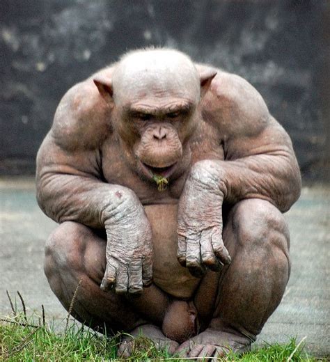 hairless chimpanzees - Google-søgning Primates, Mammals, Animals And Pets, Funny Animals, Cute ...