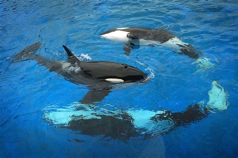 Killer Whale pod at SeaWorld San Diego | SeaWorld San Diego | Pinterest | Them, Language and An