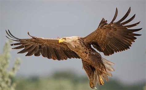 Danube Delta Biosphere Reserve wildlife location in Romania, Europe ...