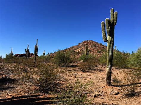 Desert Botanical Garden on Behance