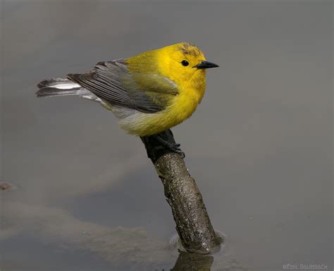 Prothonotary Warbler | Great Bird Pics