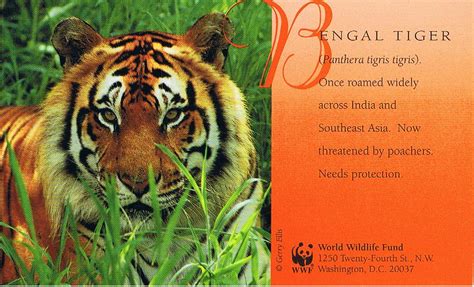 WWF Bengal Tiger AD postcard | Smaller sized (3.5x5.5") post… | Flickr