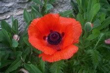 Single Red Poppy Free Stock Photo - Public Domain Pictures