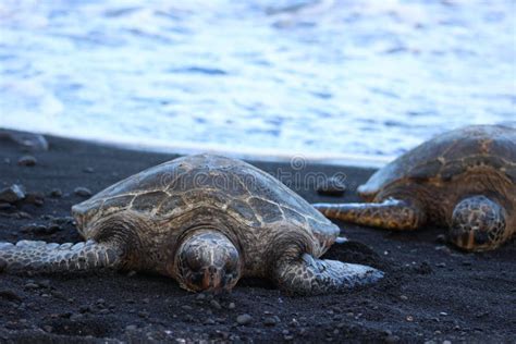 Sea Turtle Hawaii Black Sand Stock Photo - Image of beautiful, green ...