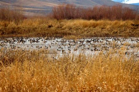 Toppenish Wildlife National Refuge | Toppenish, WA | Frank Fujimoto | Flickr