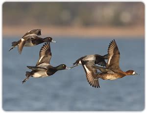 Maryland Diving Duck Hunting Guide-MD Diving Duck Hunting Information | Black Duck Outfitters