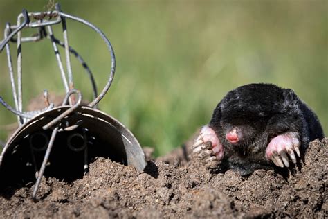 Humane Mole Traps