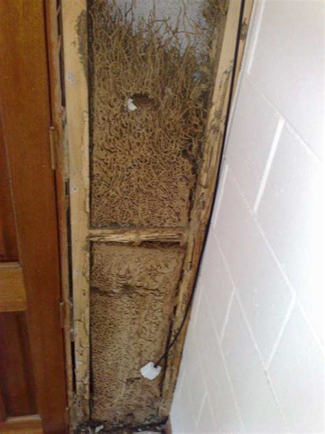 custys-termite-nest-wall - TKO - Pest Control in Cairns