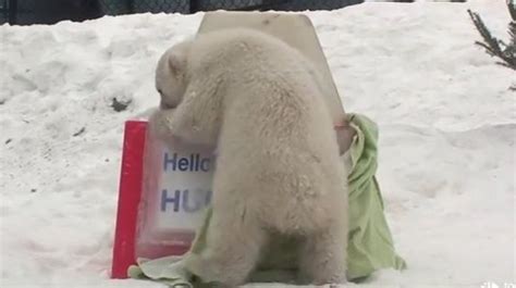 Polar Bear Cub Name Reveal Is Completely Enchanting (VIDEO) | HuffPost null