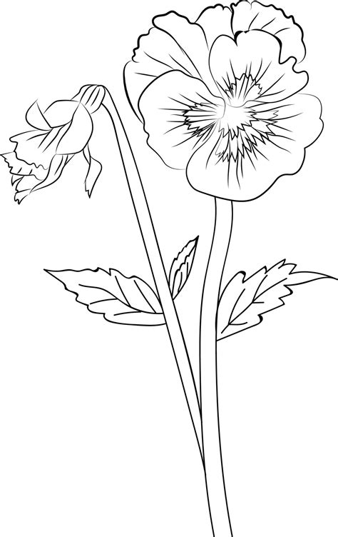 Cute flower coloring pages, pansy drawing, Neon Violet, flower drawing ...