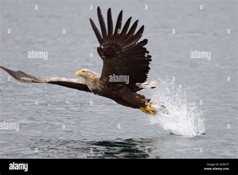 white tailed sea eagle, europe Stock Photo - Alamy