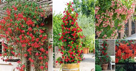 14 Best Vines and Climbers with Red Flowers | Balcony Garden Web