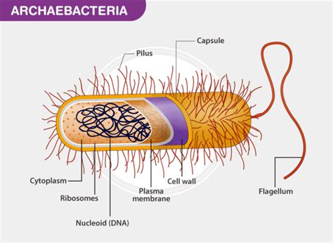 Nutritional Patterns Of Archaebacteria | Besto Blog