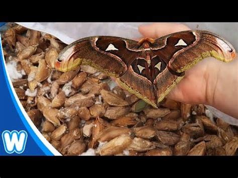 1000 Giant Atlas Moth Cocoons Hatched During Lockdown | Moth cocoon ...