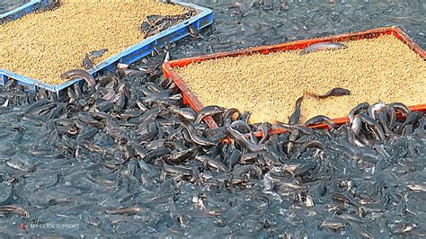 Catfish Farming in Concrete Cement Tank in Asia | Million Baby Catfish ...