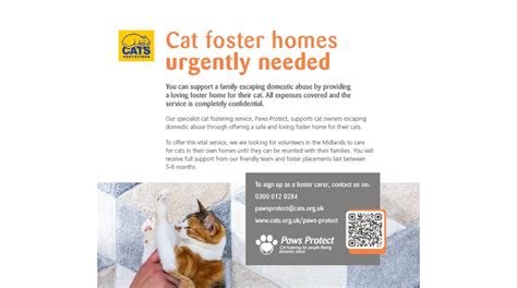 Volunteer Cat Foster Carers Needed! - Dudley CVS