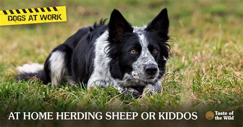 Sheep Herding Dogs Breeds