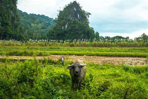 Wildlife In The Philippines