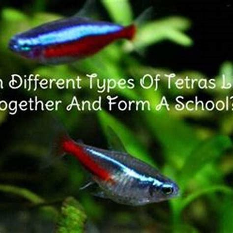 Will different types of fish school together? - DIY Seattle