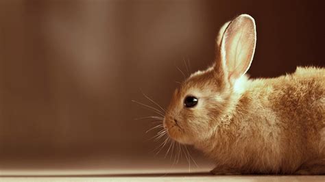 Cute Bunny Wallpapers - Wallpaper Cave