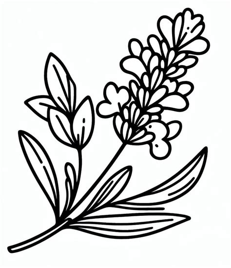 Easy Lavender coloring page - Download, Print or Color Online for Free