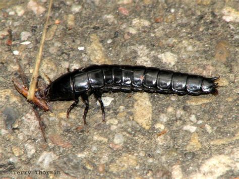 Calosoma sp. - Ground Beetle larva 1.jpg photo - Terry Thormin photos at pbase.com