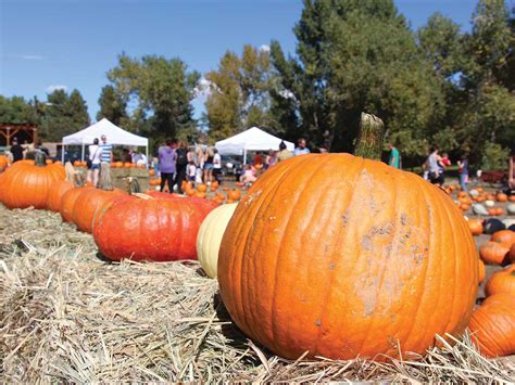 18 Fall Harvest Festivals Near Denver