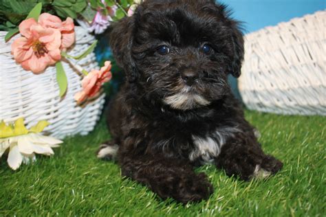 Lhasa-Poo Puppies For Sale - Long Island Puppies