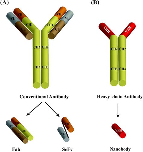 Nanobodies derived from Camelids represent versatile biomolecules for biomedical applications ...