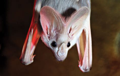 Australian Ghost Bat Facts