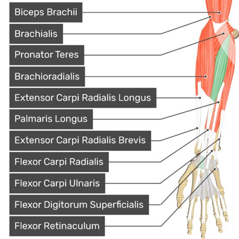 Flexor Carpi Radialis | GetBodySmart