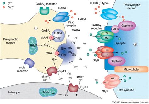 Receptors, Glycine; Glycine Receptors