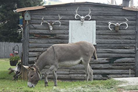 PHOTOS: The Donkeys of Cripple Creek | Multimedia | gazette.com