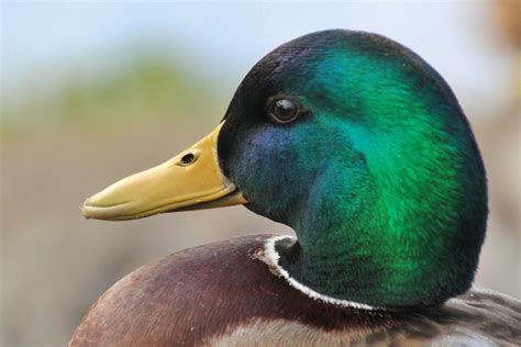 Free Images : nature, green, beak, color, blue, colorful, yellow, feather, fauna, plumage ...