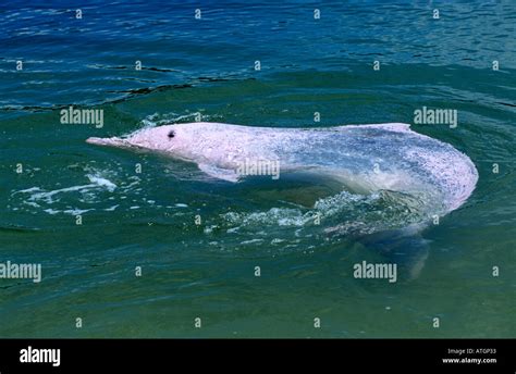 Indo Pacific humpback dolphin pink phase (Sousa chinensis) Captive Stock Photo - Alamy